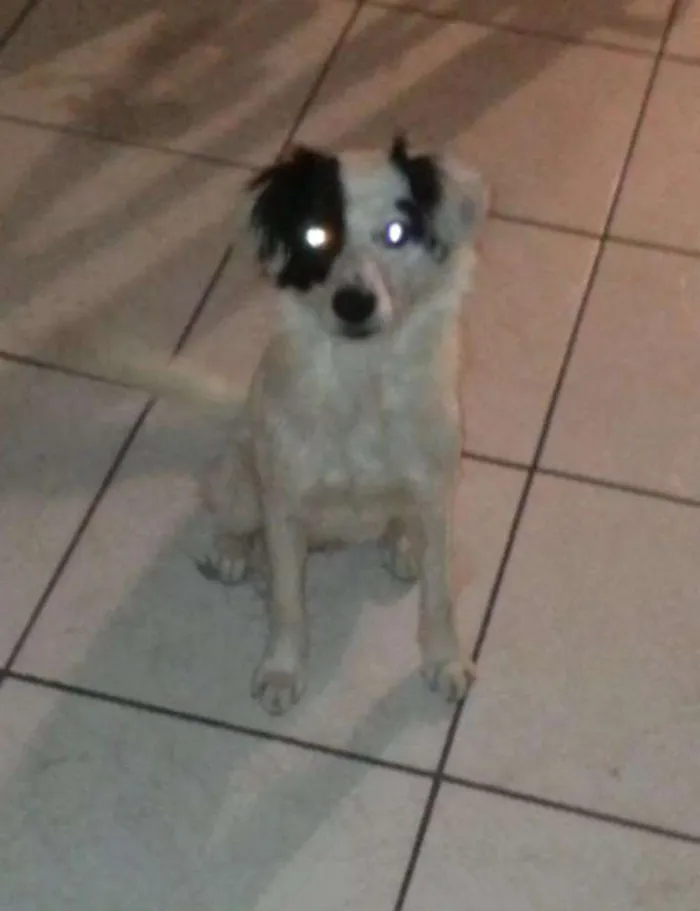 Cachorro raça Vira-lata idade 2 anos nome Nabis