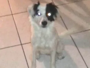 Cachorro raça Vira-lata idade 2 anos nome Nabis