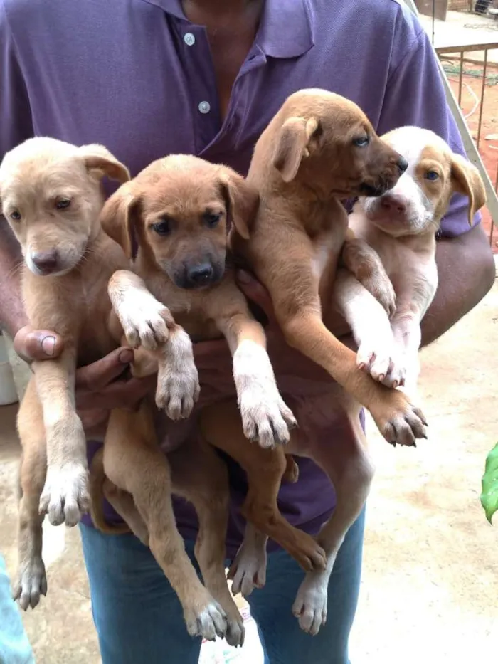 Cachorro raça Desconheço idade Abaixo de 2 meses nome Sem nome