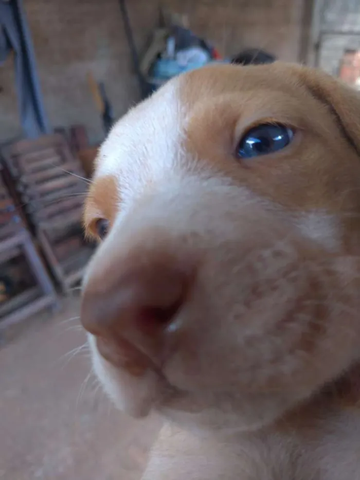Cachorro raça Desconheço idade Abaixo de 2 meses nome Sem nome