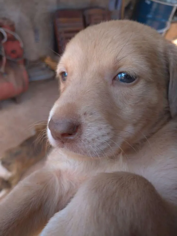 Cachorro raça Desconheço idade Abaixo de 2 meses nome Sem nome