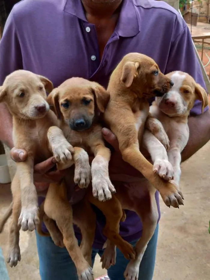 Cachorro raça Desconheço idade Abaixo de 2 meses nome Sem nome