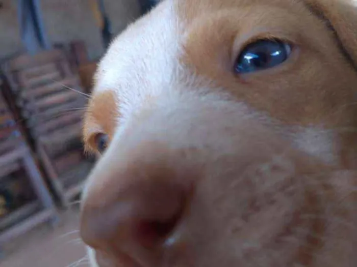 Cachorro raça Desconheço idade Abaixo de 2 meses nome Sem nome