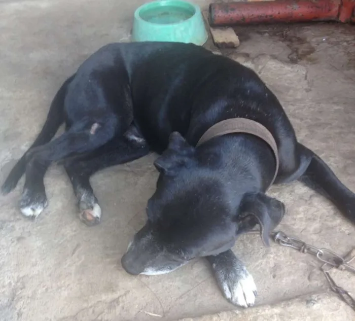 Cachorro raça Pit-Bull idade 6 ou mais anos nome Jason
