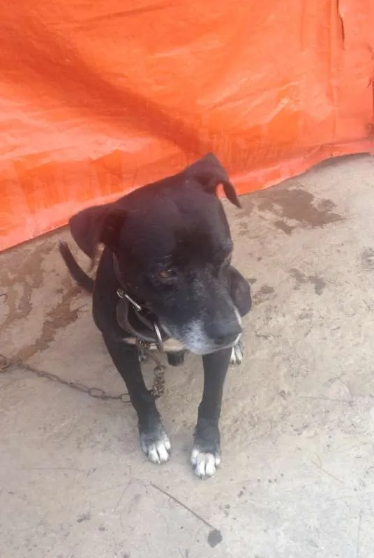 Cachorro raça Pit-Bull idade 6 ou mais anos nome Jason