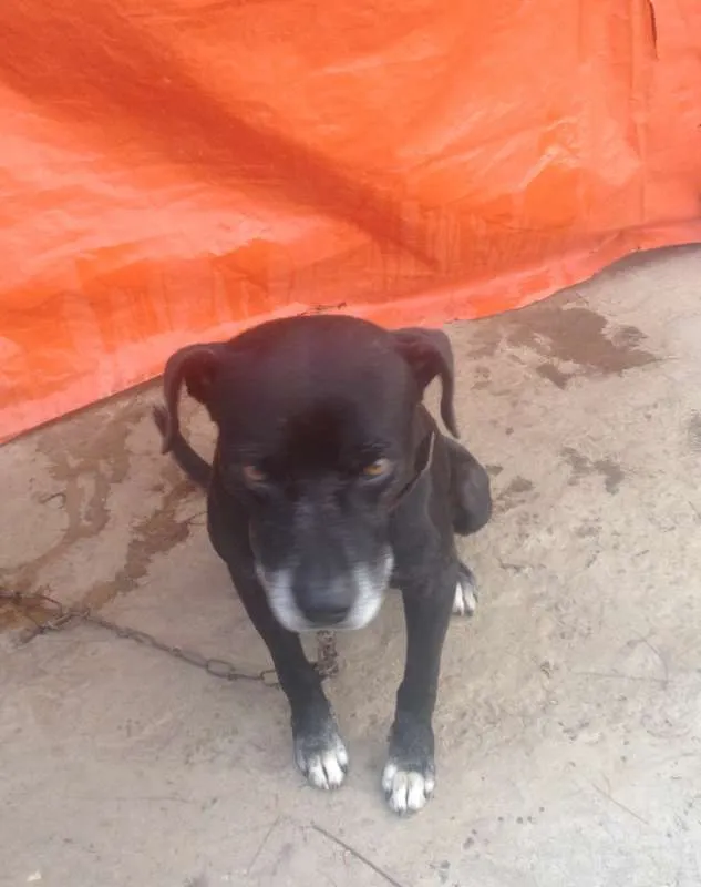Cachorro raça Pit-Bull idade 6 ou mais anos nome Jason