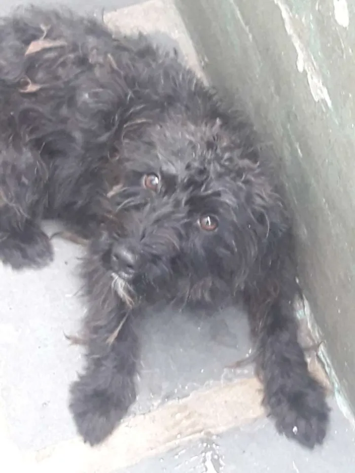 Cachorro ra a york poodle idade  nome Lulu