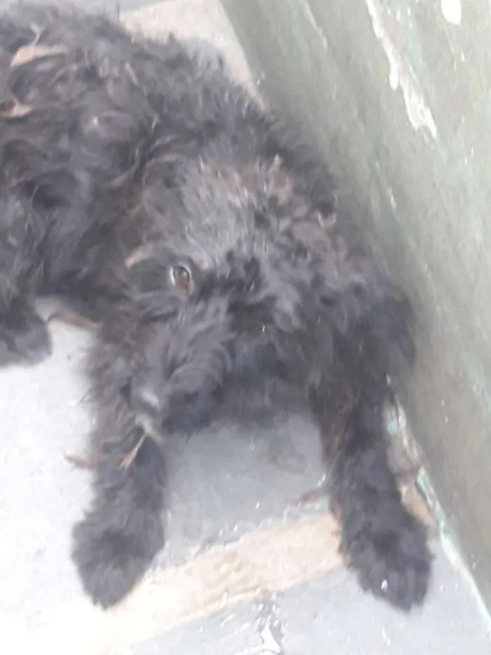 Cachorro ra a york poodle idade  nome Lulu