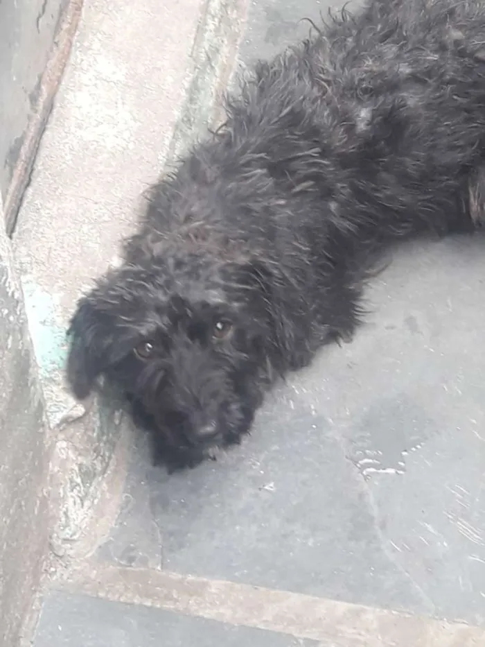 Cachorro ra a york poodle idade  nome Lulu