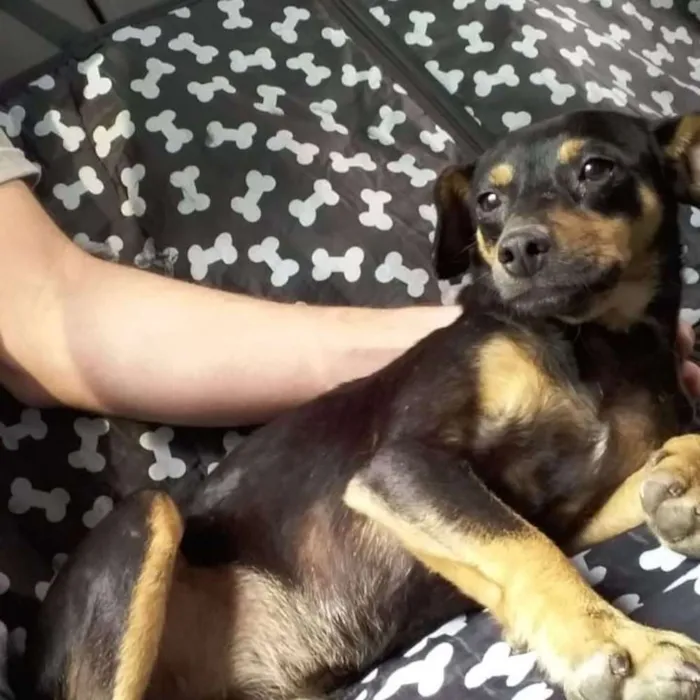 Cachorro ra a SRD idade 7 a 11 meses nome Bibelô (Bibi)