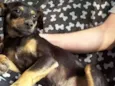 Bibelô (Bibi)