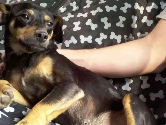 Cachorro ra a SRD idade 7 a 11 meses nome Bibelô (Bibi)