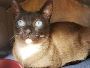 Gato raça Siamês  idade 1 ano nome Safira