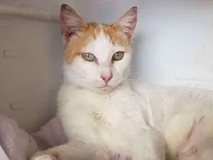 Gato raça Sem raça  idade 1 ano nome Anne