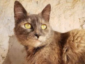 Gato raça Sem raça  idade 1 ano nome Cherry
