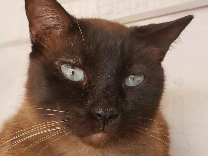 Gato ra a Siamês  idade 2 anos nome Nego