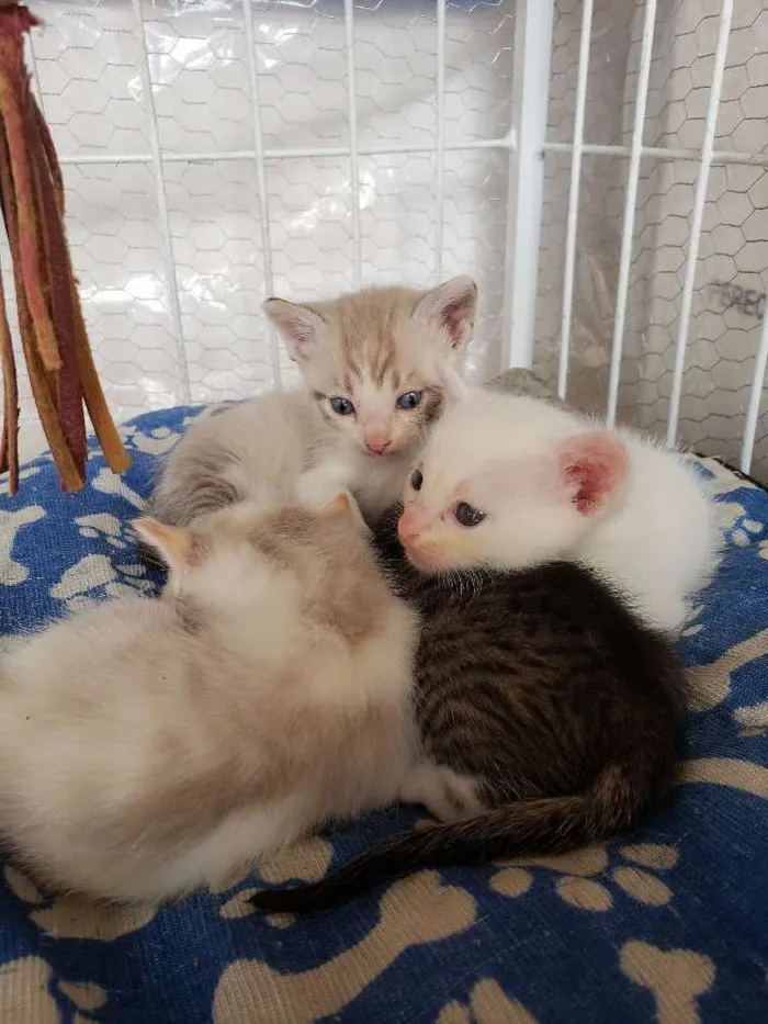 Gato ra a Sem raça  idade 2 a 6 meses nome Sem nome