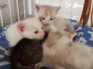 Gato raça Sem raça  idade 2 a 6 meses nome Sem nome
