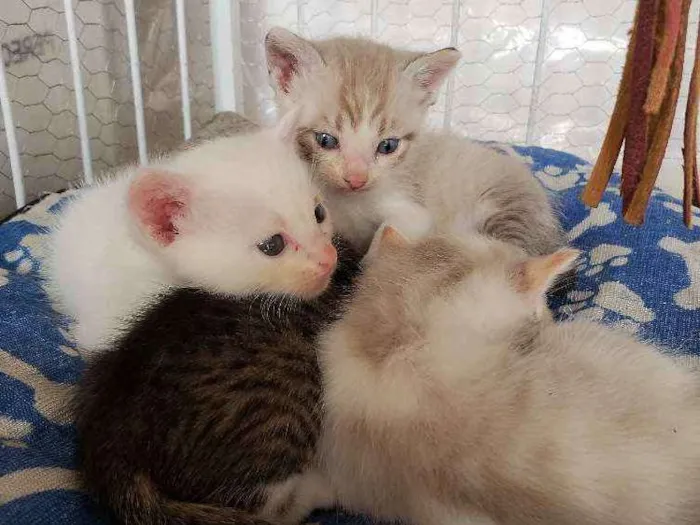 Gato ra a Sem raça  idade 2 a 6 meses nome Sem nome