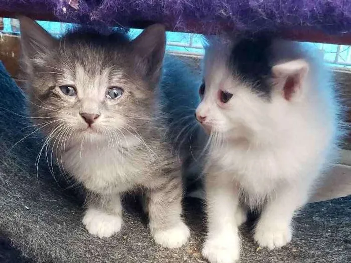 Gato ra a Sem raça  idade 2 a 6 meses nome Sem nome