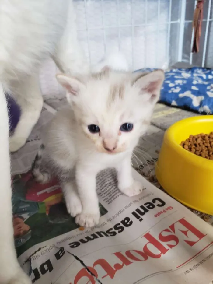 Gato ra a Sem raça  idade Abaixo de 2 meses nome Sem nome