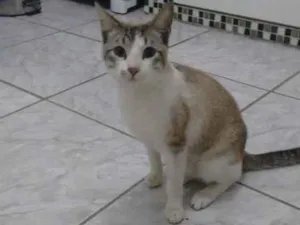 Gato raça  idade 1 ano nome Preta, bebê