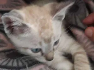 Gato raça SRD idade Abaixo de 2 meses nome Sem nome