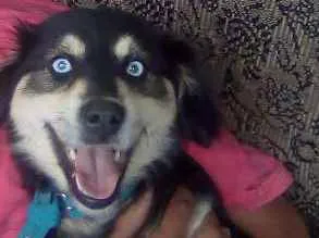 Cachorro raça Indefinida idade 7 a 11 meses nome Neginha