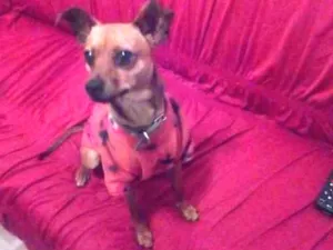 Cachorro raça Pincher com vira-lata  idade 2 anos nome Toddy