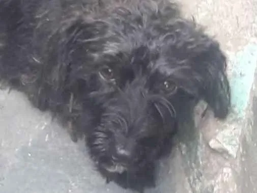 Cachorro ra a york poodle idade  nome Lulu