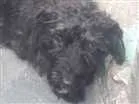 Cachorro raça york poodle idade  nome Lulu