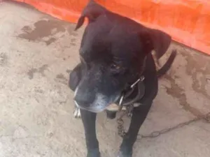 Cachorro raça Pit-Bull idade 6 ou mais anos nome Jason