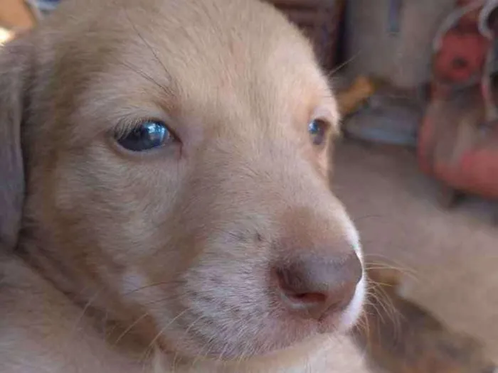 Cachorro raça Desconheço idade Abaixo de 2 meses nome Sem nome