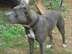 Cachorro raça Pit-Bull idade 1 ano nome JOY