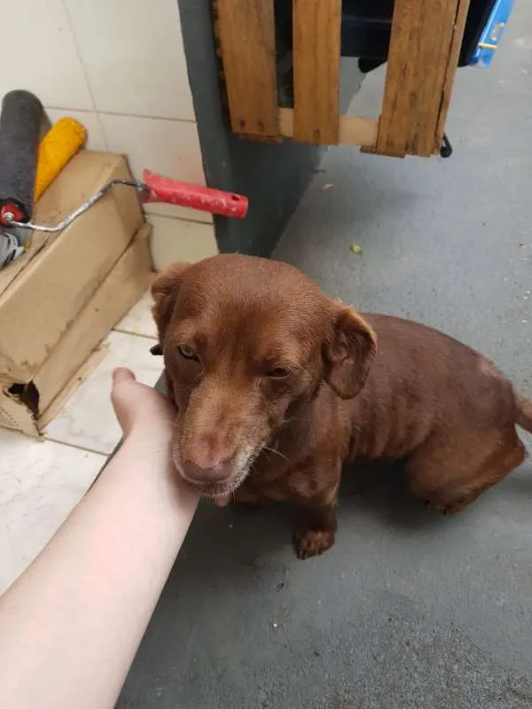 Cachorro ra a Vira-lata  idade 3 anos nome Bela