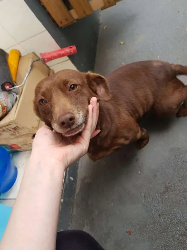 Cachorro ra a Vira-lata  idade 3 anos nome Bela
