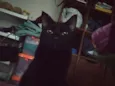 Elvira