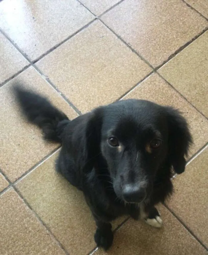 Cachorro ra a Mestiça idade 2 anos nome Lili