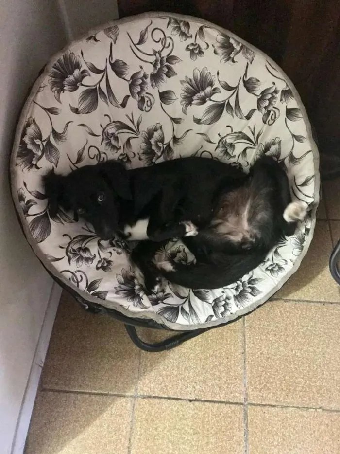 Cachorro ra a Mestiça idade 2 anos nome Lili