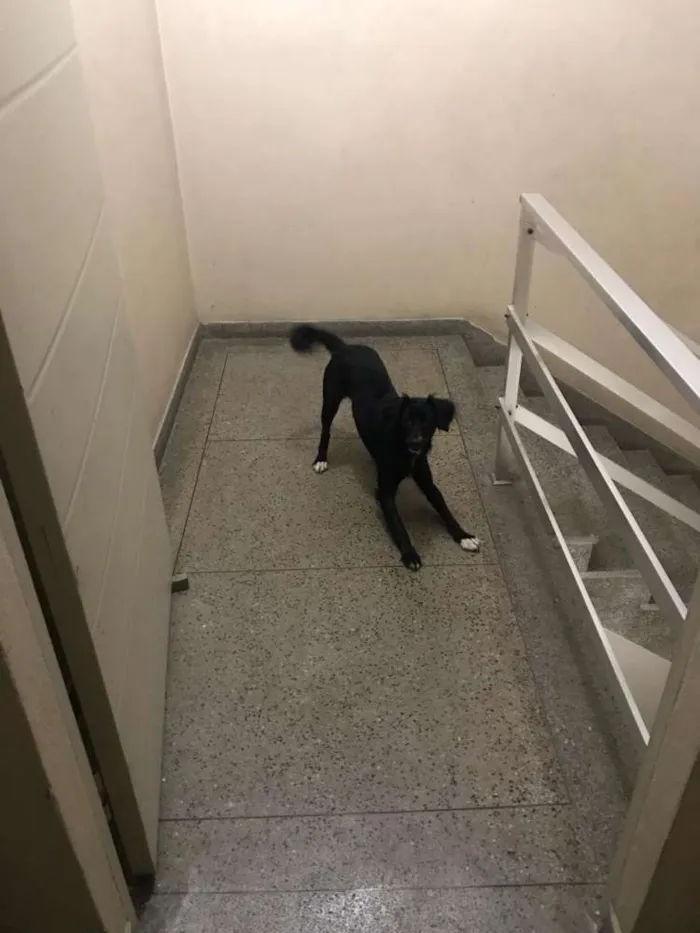 Cachorro ra a Mestiça idade 2 anos nome Lili