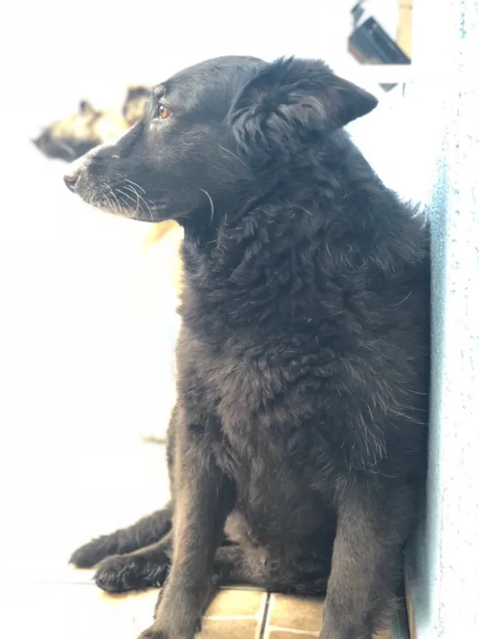 Cachorro ra a Pastor belga  idade 5 anos nome Miss