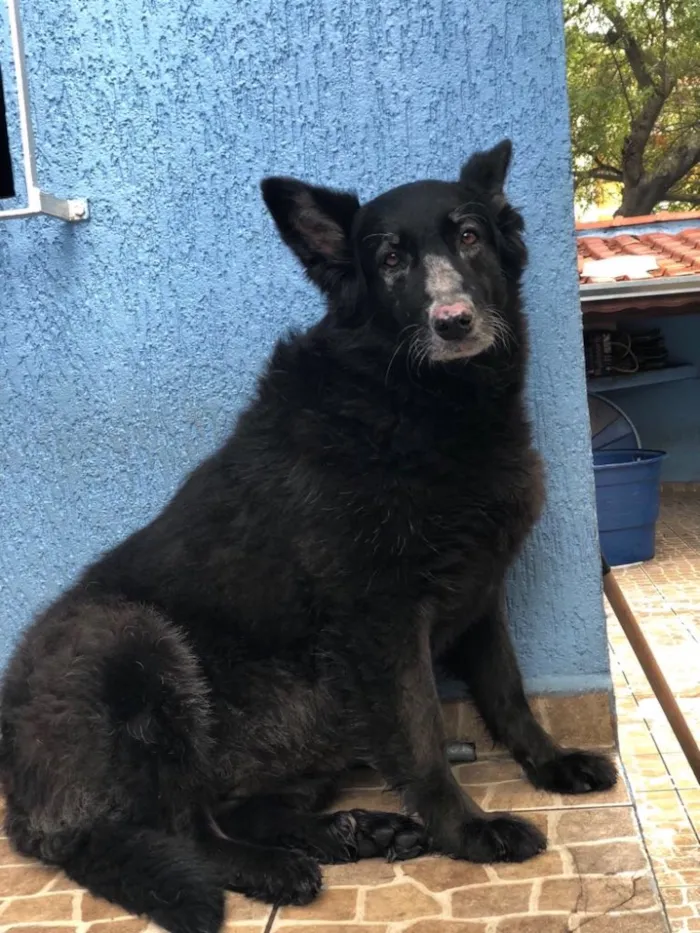 Cachorro ra a Pastor belga  idade 5 anos nome Miss