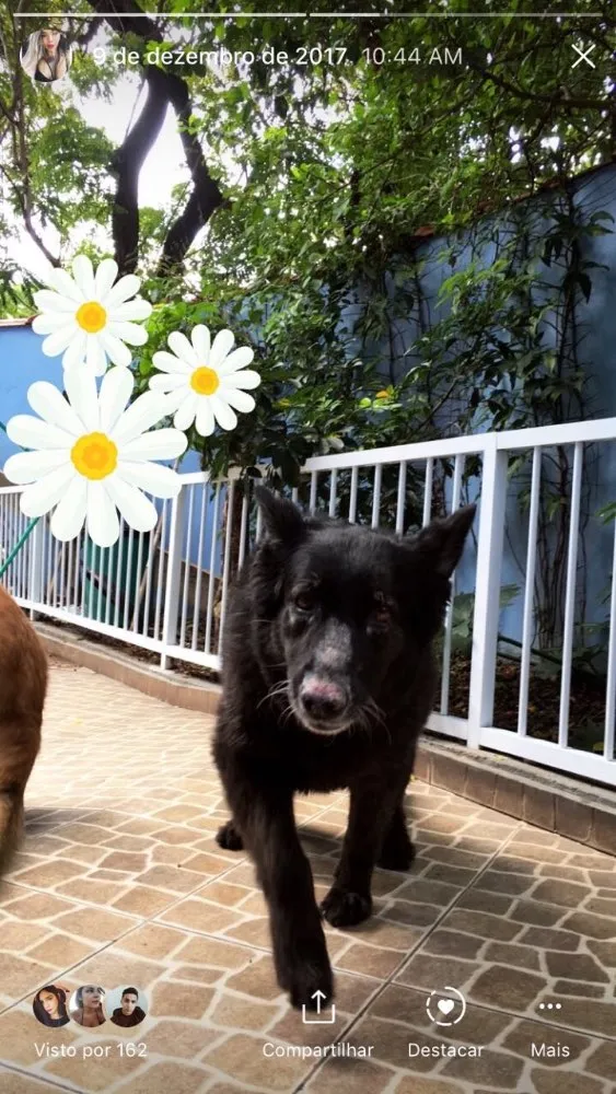 Cachorro ra a Pastor belga  idade 5 anos nome Miss