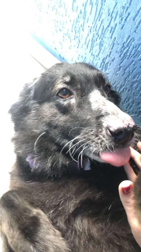 Cachorro ra a Pastor belga  idade 5 anos nome Miss