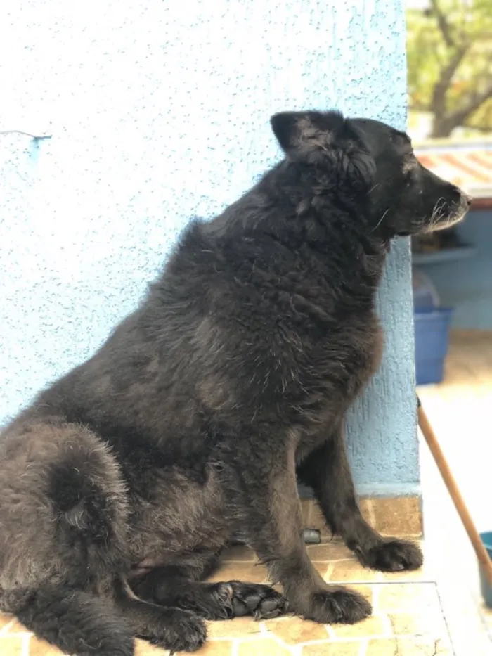 Cachorro ra a Pastor belga  idade 5 anos nome Miss