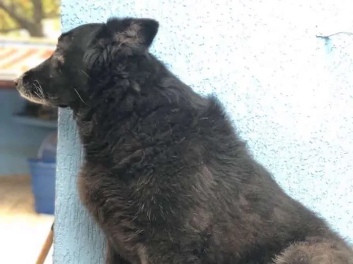 Cachorro ra a Pastor belga  idade 5 anos nome Miss