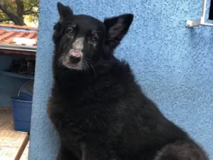 Cachorro raça Pastor belga  idade 5 anos nome Miss