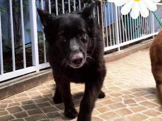 Cachorro ra a Pastor belga  idade 5 anos nome Miss
