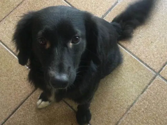 Cachorro ra a Mestiça idade 2 anos nome Lili