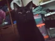 Elvira